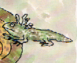 Drawing of an Axolotl by William Steig from “Alpha Beta Chowder”