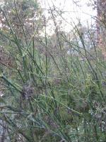 A Wilderness of Fennel