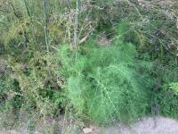 Fennel Resurgent