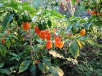 Habaneros ready for picking